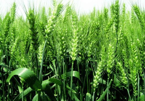 國家糧食收購政策調整下，小麥種植的策略與應對