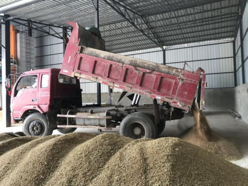 綿陽梓潼 精心組織夏糧收購入庫，全力筑牢國家糧食安全基石